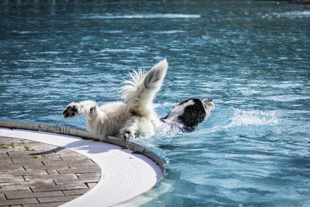 Entertainment Themen der Woche KW37 Entertainment Bilder des Tages Hundeschwimmen ** NUR FÜR REDAKTIONELLE ZWECKE ** EDITORIAL USE ONLY **<p>Hundeschwimmen, am 15.09.2024,in Witten Witten Copyright: SebastianxSternemann *** Dog swimming FOR EDITORIAL PURPOSES ONLY EDITORIAL USE ONLY p Dog swimming, on 15 09 2024,in Witten Witten Copyright SebastianxSternemann Copyright: SebastianxSternemann doc7x741c0zfrc19xieb3hn ,EDITORIAL USE ONLY