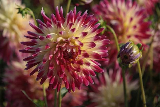 Nahaufnahme von pink-gelben Dahlien in voller Blüte im Garten, legden, Münsterland, deutschland Close-up of pink-yellow dahlias in full bloom in the garden, legden, Münsterland, germany Copyright: imageBROKER StephanxSühling ibxssh11120459.jpg