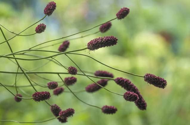 Großer Wiesenknopf (Sanguisorba officinalis), Nordrhein-Westfalen, Deutschland, Europa Great burnet (Sanguisorba officinalis), North Rhine-Westphalia, Germany, Europe Copyright: imageBROKER AnnaReinert ibxann11301510.jpg