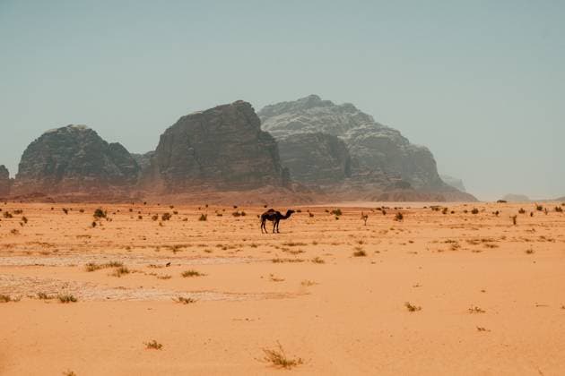 Creative Highlights World Camel roams Wadi Rums vast desert landscape Wadi Rum Village, Aqaba Governorate, Jordan CR_SLNQ240913-1540617-01