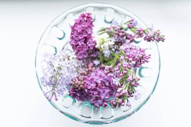flowering lilac branches in the round green bowl Münster, North Rhine-Westphalia, Germany R_MPNO240913A-1541837-01