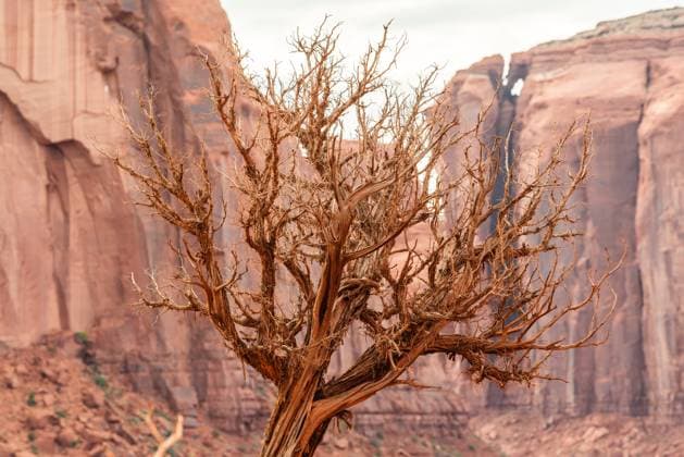 Creative Highlights World Weathered tree branches against a red Mesa in Monument Valley. Oljato-Monument Valley, Arizona, United States R_OCZQ240915A-1541067-01