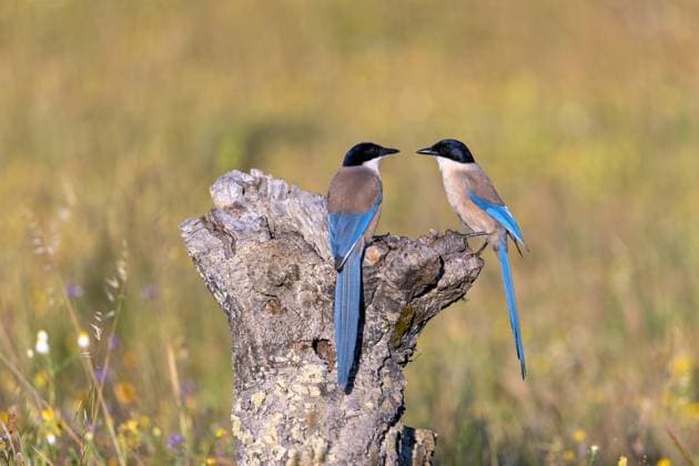 Creative Highlights World Blauelster, Blau-Elster (Cyanopica cyanus, Cyanopica cyana), Paar sitzt auf einem toten Baum, Spanien, Extremadura, Salorino azure-winged magpie (Cyanopica cyanus, Cyanopica cyana), pair sitting on a dead tree, Spain, Extremadura, Salorino BLWS716898 *** Blue star, Blue Elster Cyanopica cyanus, Cyanopica cyana , pair sits at a Dead Tree, Spain, Extremadura, Salorino Azure winged Magpie Cyanopica cyanus, Cyanopica cyana , Pair Sitting ON a Dead tree, Spain, Extremadura, Salorino BLWS716898 Copyright: xblickwinkel M.xWoikex