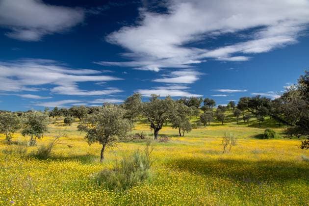 Creative Highlights World Steineiche, Stein-Eiche (Quercus ilex), Dehesa im Fruehling, bluehende Wiesen mit Steineichen, Spanien, Extremadura, Torrejon el Rubio Holm oak, Evergreen oak, Holly oak, Evergreen Oak (Quercus ilex), Dehesa in spring, flowering meadows with holm oaks, Spain, Extremadura, Torrejon el Rubio BLWS716907 *** Holm oak, Stone Oak Quercus Ilex , Dehesa at Spring, blooming Meadows with Holm oaks, Spain, Extremadura, Torrejon El Rubio Holm oak, Evergreen oak, Holly oak, Evergreen Oak Quercus Ilex , Dehesa in spring, flowering Meadows With Holm oaks, Spain, Extremadura, Torrejon El Rubio BLWS716907 Copyright: xblickwinkel M.xWoikex