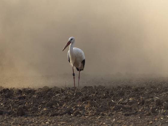 Weißstorch (Ciconia ciconia), ein Vogel bei der Nahrungssuche auf einem Feld, umgeben vom Staub eines Traktors, der das Feld pflügt, Hessen, Deutschland, Europa White stork (Ciconia ciconia), a bird foraging for food on a field, surrounded by dust from a tractor ploughing the field, Hesse, Germany, Europe Copyright: imageBROKER D.xUsher ibludu11366180.jpg