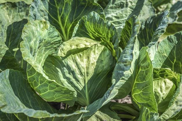 Junger Grünkohl wächst im Garten Young green cabbage growing in the garden Copyright: imageBROKER zevana ibxiqx11287552.jpg