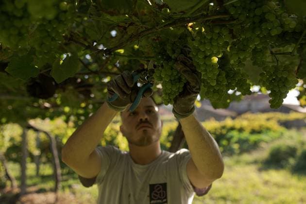 News Themen der Woche KW38 News Bilder des Tages September 17, 2024, Cambados, Pontevedra, EspaoÂ±a: Start of the harvest season for the AlbarioÂ±o wine grape in the Salno s region, in the province of Pontevedra, Galicia, Spain Cambados Espana - ZUMAf323 20240917_zip_f323_002 Copyright: xElenaxFernandezx