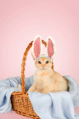 Kitten in a basket with a blue blanket. Kitten in a basket with a blue blanket. A funny kitten with bunny ears lies in a wicker basket on a blue blanket. Copy space. Copyright: xZoonar.com SvetlanaxSultanaevax 22200473