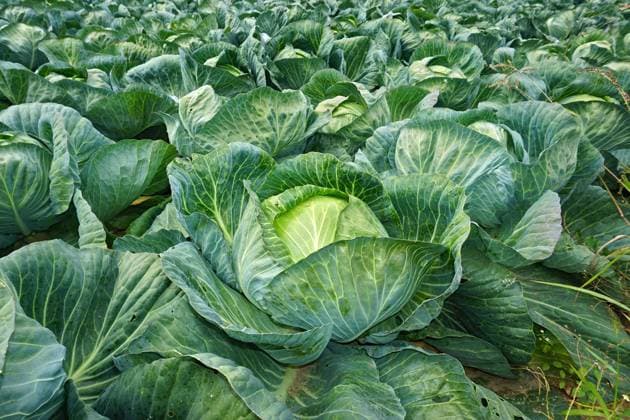 Weißkohl; Weißkraut; white cabbage; Brassica oleracea convar Feld mit Weißkohl; Weißkraut; field with white cabbage; Brassica oleracea convar Copyright: xZoonar.com JürgenxVogtx 22200528