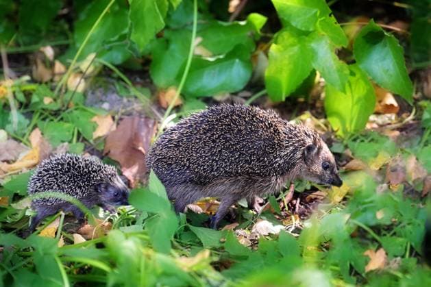 IMAGO Creative: Jahreszeit Herbst, Igel beziehen Winterquartier Mother hedgehog with a young one walking in search of food in a wildlife-friendly natural garden, selected focus Mother hedgehog with a young one walking in search of food in a wildlife-friendly natural garden, selected focus, narrow depth of field Copyright: xZoonar.com MarenxWinterx 22206274