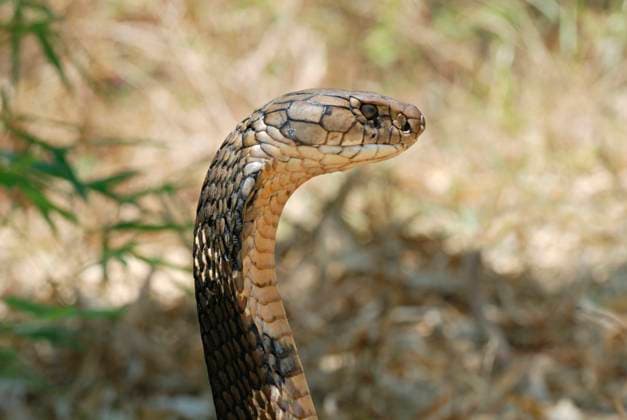 King Cobra (Ophiophagus hannah) is the world s longest venomous snake, growing to a length of 18.5 ft. The venom of the King Cobra is primarily neurotoxic, and the snake is fully capable of killing a human with a single bite, now found only in a few poc King Cobra (Ophiophagus hannah) is the world s longest venomous snake, growing to a length of 18.5 ft. The venom of the King Cobra is primarily neurotoxic, and the snake is fully capable of killing a human with a single bite, now found only in a few poc Copyright: xZoonar.com RealityImagesx 22205093