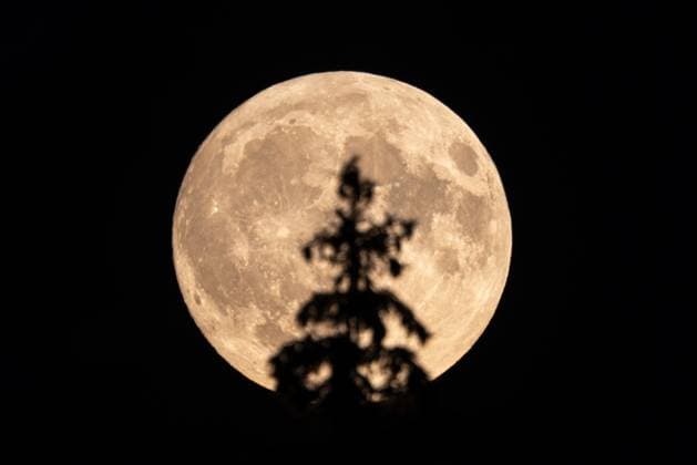 Bilder des Jahres 2024, News 09 September News Themen der Woche KW38 News Bilder des Tages Supermond im Taunus Der aufgehende Vollmond ist hinter der Spitze einer Fichte im Wald am Großen Feldberg zu sehen., Schmitten Hessen Deutschland *** Supermoon in the Taunus The rising full moon can be seen behind the top of a spruce tree in the forest on the Großer Feldberg , Schmitten Hessen Germany