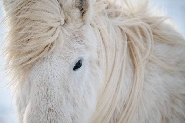 White horse wit soft fur in winter Reykjavík, Reykjavíkurborg, Iceland CR_OSBJ240916-1360848-01