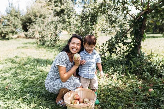 Creative Highlights Symbolfotos Fun Family Fall Activity Picking Apples Yorktown, New York, United States R_VTRU240916-1541702-01 ,model released, Symbolfoto