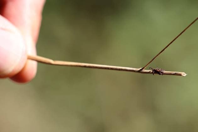 Natur 15.09.2024, Hohe Schrecke nahe Burgwenden, grosse Zecke Auwaldzecke (Dermacentor reticulatus) auf einem Pflanzenteil, welches in der Hand gehalten wird *** Nature 15 09 2024, Hohe Schrecke near Burgwenden, large tick Auwald tick Dermacentor reticulatus on a plant part held in the hand