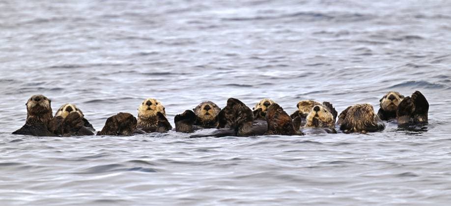 Mehrere Seeotter (Enhydra lutris) schwimmen auf dem Rücken im Pazifik, Vancouver Island Several sea otters (Enhydra lutris) swimming on their backs in the Pacific Ocean, Vancouver Island Copyright: imageBROKER ThomasxSbampato ibxtps11410982.jpg