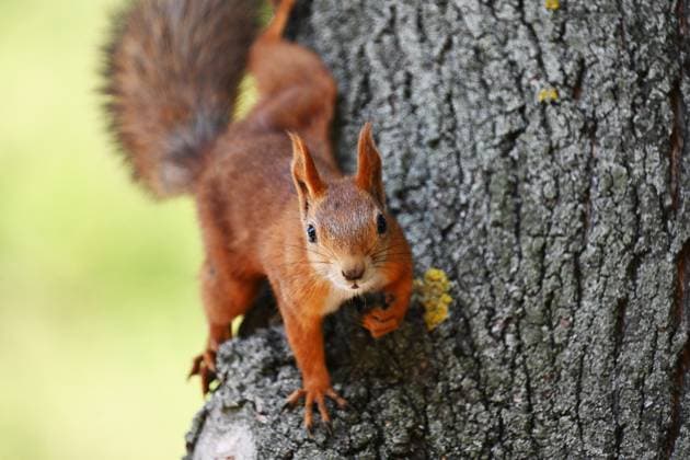 Russia Weather 8767831 18.09.2024 A squirrel is seen on a tree on a hot autumn day in Moscow, Russia. Ramil Sitdikov Sputnik Moscow Russia  Copyright: xRamilxSitdikovx