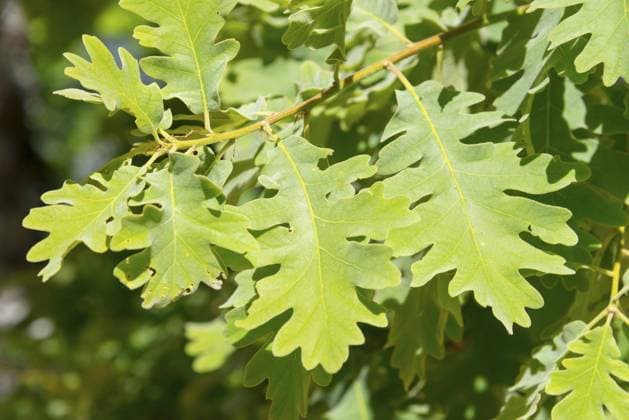 Nahaufnahme von grünen Eichenblättern im hellen Licht des Sommers, Eiche, Piornal, Cáceres, Cacares, Extremadura, Spanien, Europa Close-up of green oak leaves in the bright light of summer, oak, Piornal, Cáceres, Cacares, Extremadura, Spain, Europe Copyright: imageBROKER FraukexScholz ibxsco11415784.jpg