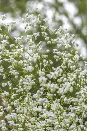 Wiesenraute (Thalictrum), Nordrhein-Westfalen, Deutschland, Europa Meadow rue (Thalictrum), North Rhine-Westphalia, Germany, Europe Copyright: imageBROKER AnnaReinert ibxann11304700.jpg