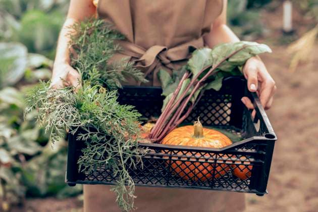 Girl holding vegetables in tray at farm model released, Symbolfoto property released, ADF00485