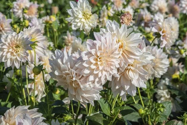 Blühende Dahlien (Dahlia), Sorte Café au Lait in der Dahlienfarm in Löderup, Gemeinde Ystad, Provinz Skane, Schweden, Skandinavien, Europa Flowering Dahlias (Dahlia), variety Café au Lait in the Dahlia Farm in Löderup, Ystad municipality, Skane County, Sweden, Scandinavia, Europe Copyright: imageBROKER AlfxJönsson ibxjon11438988.jpg