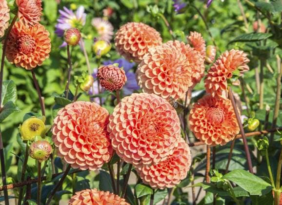 Blühende Dahlien (Dahlia), Sorte Cornel Bronze in der Dahlienfarm in Löderup, Gemeinde Ystad, Bezirk Skane, Schweden, Skandinavien, Europa Flowering Dahlias (Dahlia), variety Cornel Bronze in the Dahlia Farm in Löderup, Ystad municipality, Skane County, Sweden, Scandinavia, Europe Copyright: imageBROKER AlfxJönsson ibxjon11438989.jpg