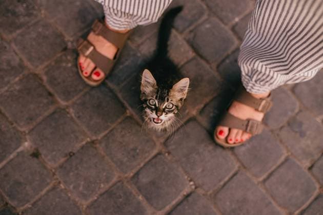 Creative Highlights Symbolfotos A curious young kitten gazes upwards from a cobblestone street, framed by a person s striped trousers and sandals with red toenails Model Released EmmaOvin_ID19648_582660_017 Copyright: xEmmaxOvinx RECORD DATE NOT STATED