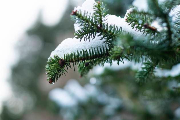 Close-up view of snow accumulating on the deep green needles of fir branches, highlighting the chilly essence of winter Model Released FranAlfonseca_ID24010_696051_001 Copyright: xFranxAlfonsecax