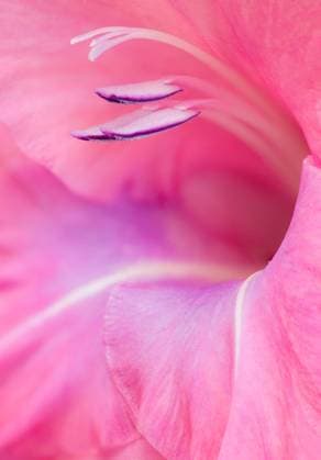 This image captures the delicate details of a pink Gladiolus flower using a soft selective focus, highlighting its intricate petals and stamen. Model Released MarkWindom_ID23811_691228_002 Copyright: xMarkxWindomx RECORD DATE NOT STATED