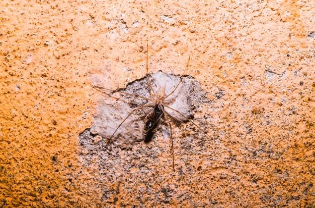 Tree Trunk Spider (Hersiliidae) - Animal India A Tree Trunk Spider (Hersiliidae) created cocoons and mimicked the white part of a wall inside a house with orange walls while hunting a bug in Tehatta, West Bengal, India, on 24th September 2024. These spiders are known for their two prominent spinnerets, which are almost as long as their abdomen, giving them the nickname two-tailed spiders. Tehatta India  Copyright: xSoumyabrataxRoyx originalFilename: roy-notitle240924_npYpU.jpg
