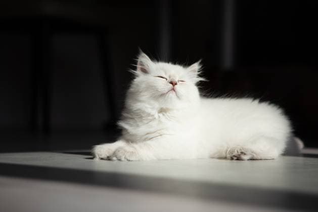 Baby cat enjoying the sunshine R_MZYLOL240923-1545700-01