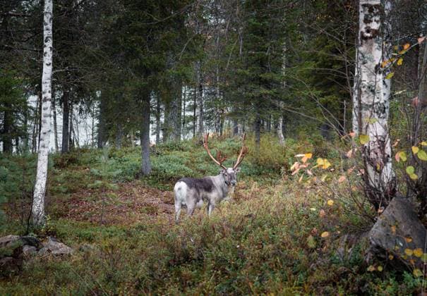 reindeer in the autumn forest in Lapland, Finland Ruka, Pohjois-Pohjanmaa, Finland R_PJJZ24092466-1547819-01