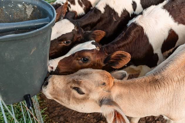 dairy calves drinking milk in rural pen Chetek, Wisconsin, United States R_QQME240923-1548596-01