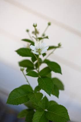 Thornless blackberry plant with a white flower and green leaves United States, Washington, Cheney R_XICN240924A1-1547539-01