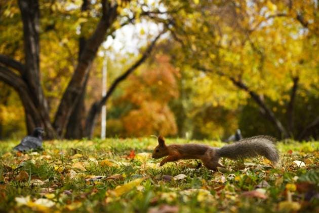 Russia Daily Life 8771927 25.09.2024 A squirrel runs in the Narymsky park during an autumn day in Novosibirsk, Russia. Alexandr Kryazhev Sputnik Novosibirsk Russia  Copyright: xAlexandrxKryazhevx