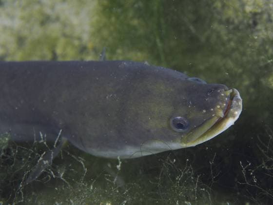 Nahaufnahme von Europäischer Aal (Anguilla anguilla) mit einem fokussierten Blick im Wassermilieu, umgeben von Algen und dunkler Umwelt. Tauchplatz Klosterinsel, Rheinau, Kanton Zürich, Rhein, Hochrhein, Schweiz, Deutschland, Europa Close-up of European eel (Anguilla anguilla) with a focussed view in the water environment, surrounded by algae and dark environment. Dive site Klosterinsel, Rheinau, Canton Zurich, Rhine, High Rhine, Switzerland, Germany, Europe Copyright: imageBROKER RolfxvonxRiedmatten ibxrvo11406956.jpg