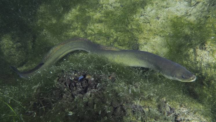 Europäischer Aal (Anguilla anguilla) schwimmt entlang der Wasserpflanzen und des Steingrunds. Tauchplatz Klosterinsel, Rheinau, Kanton Zürich, Rhein, Hochrhein, Schweiz, Deutschland, Europa European eel (Anguilla anguilla) swimming along the aquatic plants and rocky bottom. Dive site Klosterinsel, Rheinau, Canton Zurich, Rhine, High Rhine, Switzerland, Germany, Europe Copyright: imageBROKER RolfxvonxRiedmatten ibxrvo11406961.jpg