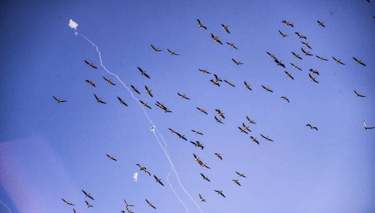 Bilder des Jahres 2024, News 09 September News Themen der Woche KW39 News Bilder des Tages September 25, 2024, Zichron Yaacov, Israel: Pelicans fly as the Israeli Iron Dome intercepts a barrage of Hezbollah rockets fired from Lebanon at Zichron YaÃ¢â‚¬â ¢acov area in northern Israel. Zichron Yaacov Israel - ZUMAs197 20240925_aaa_s197_135 Copyright: xMatanxGolanx