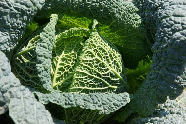Brassica oleracea convar. capitata var. sabauda, Wirsing, savoy cabbage Brassica oleracea convar. capitata var. sabauda, Wirsing, savoy cabbage Copyright: xZoonar.com PeterxHimmelhuberx 22245348