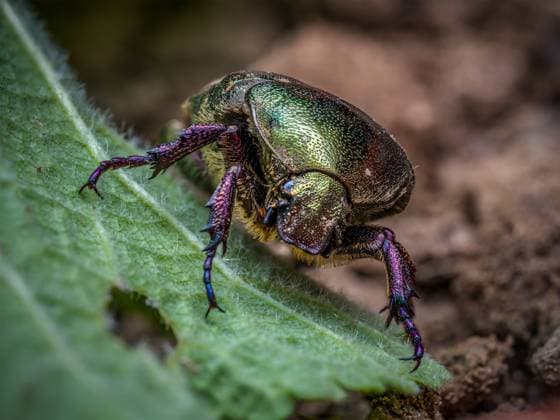 Creative Highlights World Copper Chafer beetle on a plant leaf Closeup shot of a Copper Chafer beetle on a plant leaf Copyright: xZoonar.com RomanxMilertx 22243453