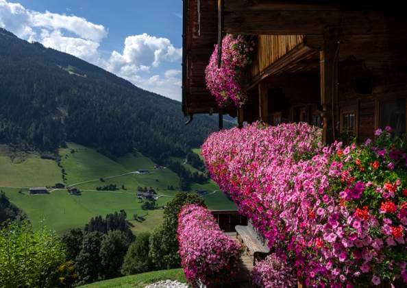 Alpbach: Blumen als Markenzeichen. - Eine unglaubliche Blütenpracht schmückt dieses typische Holzhaus oberhalb von Alpbach in den Kitzbühler Alpen (Österreich). Die Blumen auf Balkongeländern und Fensterbänken gehören seit Jahrzehnten zum Markenkern des preisgekrönten Dorfes. Alpbach Tirol Österreich *** Alpbach flowers as a trademark An incredible splendor of flowers adorns this typical wooden house above Alpbach in the Kitzbühel Alps Austria The flowers on balcony railings and window sills have been part of the brand essence of the award-winning village of Alpbach Tirol Austria for decades