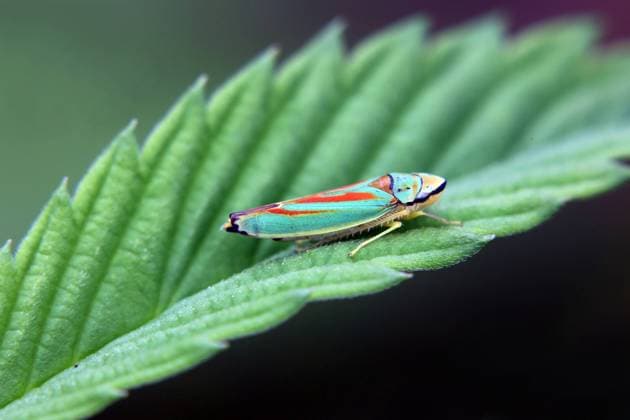 Creative Highlights World Zikaden in Gärten und Landschaft Eine Rhododendronzikade sitzt auf einem Blatt der Hanfpflanze *** Cicadas in gardens and landscape A rhododendron cicada sits on a leaf of the hemp plant