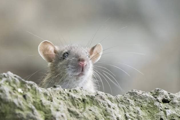 Eine juvenile Wanderratte (Rattus norvegicus) blickt neugierig über einen Steinrand mit klar erkennbaren Schnurrhaaren und Ohren, Hessen, Deutschland, Europa A juvenile Norway rat (Rattus norvegicus) gazing curiously over a stone edge with clearly recognisable whiskers and ears, Hesse, Germany, Europe Copyright: imageBROKER WilfriedxMartin ibxwma11455682.jpg