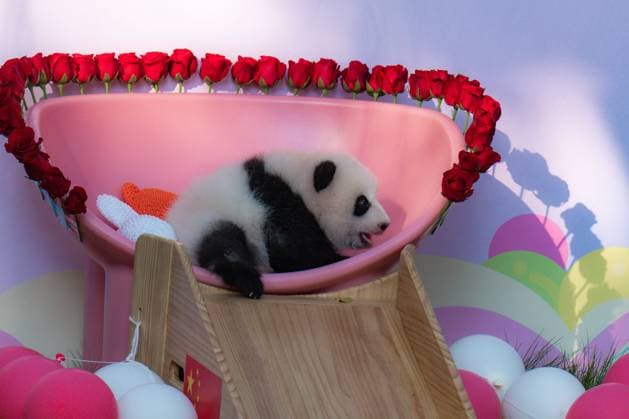 Entertainment Themen der Woche KW39 Panda HAOQI CHONGQING, CHINA - SEPTEMBER 28, 2024 - A three-month-old giant panda named HAOQI is seen in Chongqing Zoo, China, Sept 28, 2024. The giant panda HAOQI was born in Chongqing Zoo as the fourth child of Lingling and Yaya, named by renowned physicist and Nobel Prize winner Dr. Ding Zhaozhong. On June 28 this year, the HAOQI successfully gave birth to a cub, and it has turned three months old today. Since the baby panda was born, it has been fed by its mother HAOQI and given proper artificial assistance by keepers. Now, the baby panda is growing well and weighs 5805g. Chongqing Chongqing China  Copyright: xCFOTOx i1727503205135