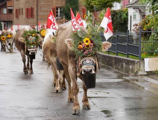 28.09.2024 Kerns Kanton Obwalden Zentralschweiz. Schweiz. Alpabzug Kerns . Bild : Kuh mit Kopfschmuck und Glocke *** 28 09 2024 Kerns Canton Obwalden Central Switzerland Switzerland Alpine cattle drive Kerns Picture cow with headdress and bell 