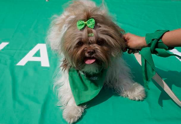 Global Day Of Action In Favour Of Legal, Free, Safe And Free Abortion In Mexico And Latin America A little dog with green motifs on September 28, 2024, where dozens of women march from the Glorieta de las Mujeres que Luchan to the Zocalo in Mexico City, Mexico, on the occasion of the Global Day of Action in favor of legal, free, safe, and free abortion in Mexico and Latin America. Mexico City Mexico City Mexico  Copyright: xGerardoxVieyrax originalFilename: vieyra-notitle240928_nppzo.jpg