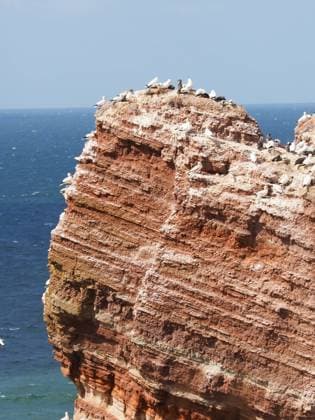 Creative Highlights World Northern gannet colony on Heligoland on a sunny summer day RECORD DATE NOT STATED