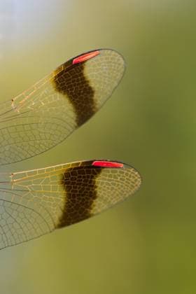 Banded Darter Sympetrum pedemontanum - Banded Darter - Gebänderte Heidelibelle, Germany (Baden-Württemberg), imago, male Germany Copyright: xAgamix xRalphxMartinx