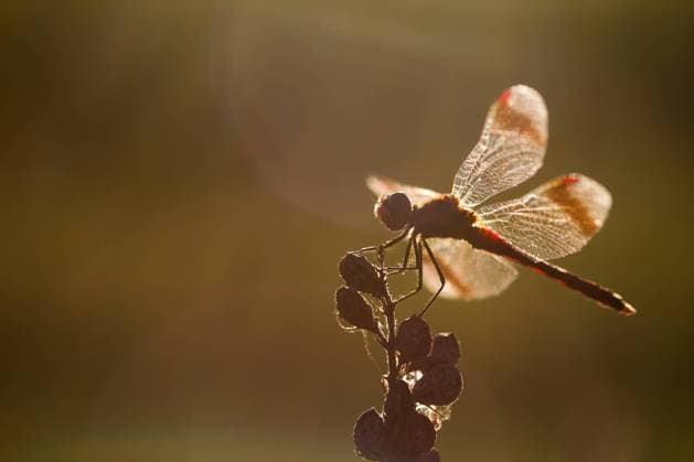Banded Darter Sympetrum pedemontanum - Banded Darter - Gebänderte Heidelibelle, Germany (Baden-Württemberg), imago, male Germany Copyright: xAgamix xRalphxMartinx