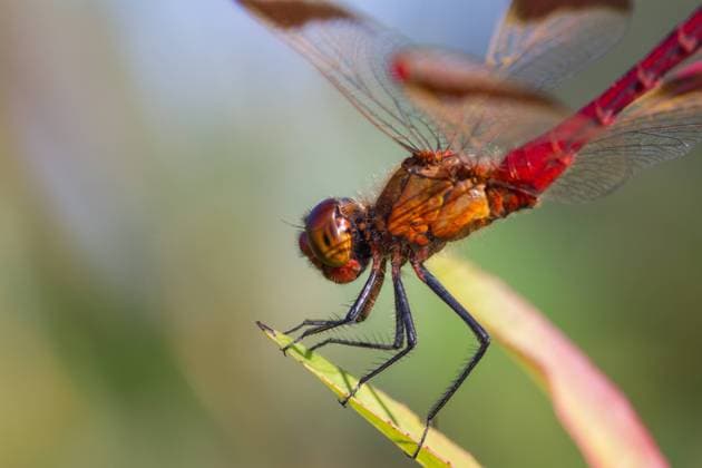 Banded Darter Sympetrum pedemontanum - Banded Darter - Gebänderte Heidelibelle, Germany (Baden-Württemberg), imago, male Germany Copyright: xAgamix xRalphxMartinx